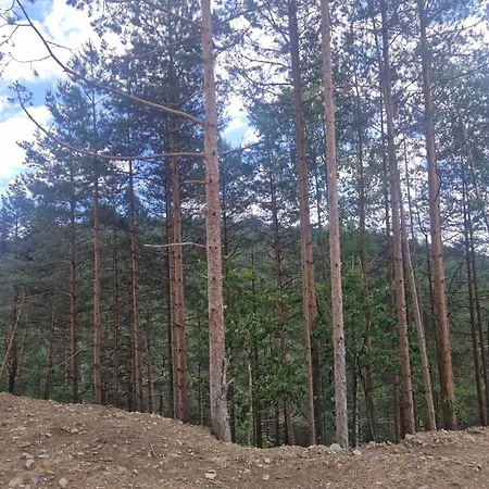 Leona B-1 Zivojinovic